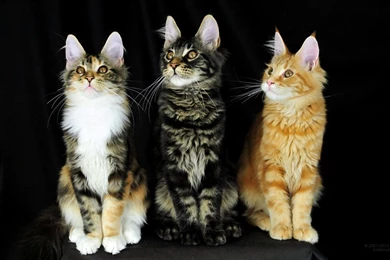 Maine Coon Cats Free Desktop Wallpapers Picture 1366 X 768 8