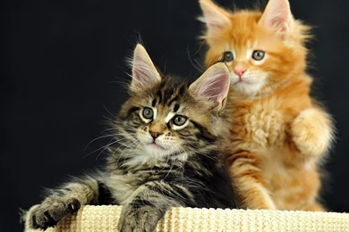 Maine Coon Cats Free Desktop Wallpapers Picture 1024 X 768 4