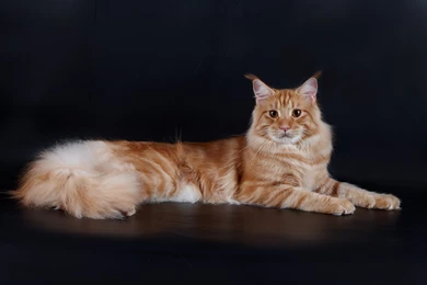 Red Cute Maine Coon Cat Poses Wallpapers And Images Wallpapers ...