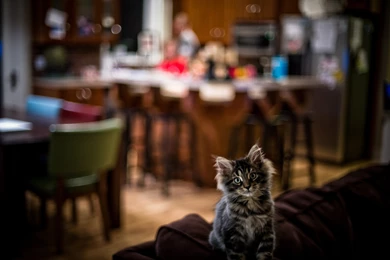 Cute Kid Maine Coon Wallpapers And Images Wallpapers, Pictures ...