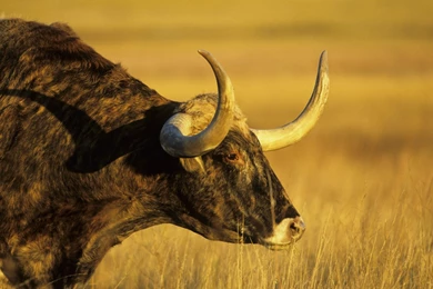 Download Wallpapers, Download 2560x1440 North Texas Longhorn ...