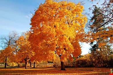 Natural Golden Autumn Tree Hd Wallpapers E Entertainment