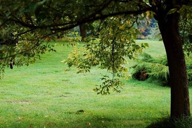 Green Tree Wallpapers HD : Nature Wallpapers Rakaruan.com