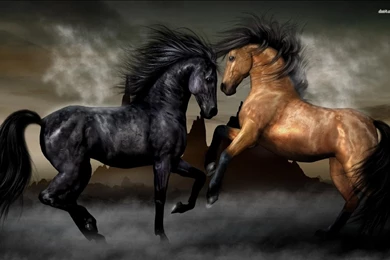 Majestic Horse New Wallpapers 4654 Hd Wallpapers