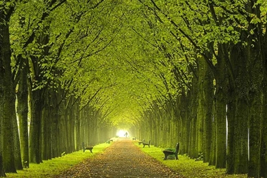 Beautiful Tree Wallpapers Wallpapers Zone