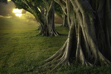 Tree Wallpaper Backgrounds