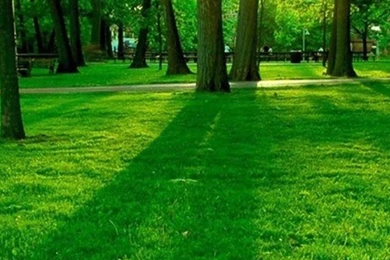 HTC One Max Plant Wallpapers HD 79, HTC One Wallpapers HD