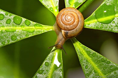 Snail And Plant - Animal Wallpapers Free Download Wallpapers ...
