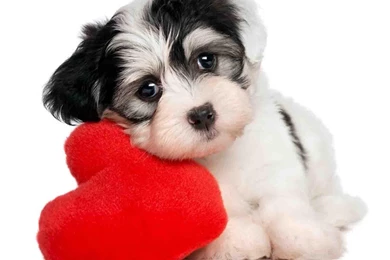 Cute Animals Wallpapers Android Apps On Google Play