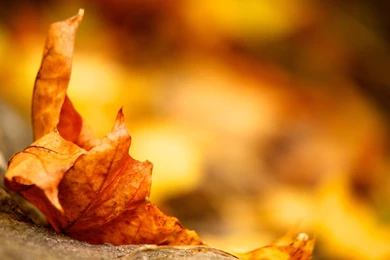 Autumn Themed Wallpapers Dump Album On Imgur