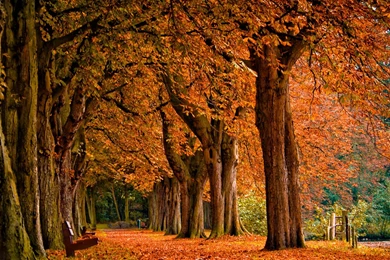 Fall Themed Desktop Backgrounds Wallpapers Zone