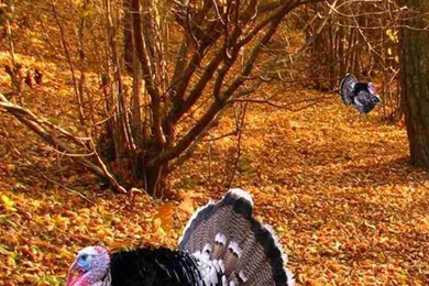 Here Are 2015 Thanksgiving Iphone 6 Wallpapers ☼ Fall Fashion ...