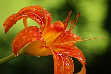 Orange Tiger Lily (