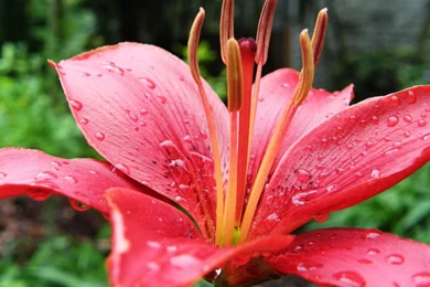 Tiger Lily Wallpapers Wallpapers Cave