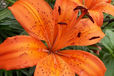 1024x768 Tiger Lily Backgrounds By John Zafra