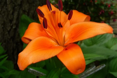 Tiger Lily Flower HD Wallpapers