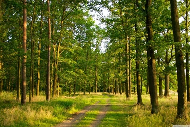 Forest Backgrounds Wallpapers 4929 HD Wallpapers Site