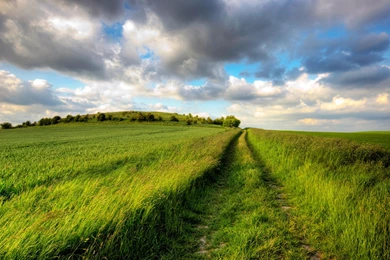 Green Grass Field Wallpaper.