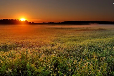 Tall Grass Field Wallpaper.
