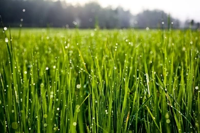 Nature,landscapes Landscapes Nature Grass Water Drops Depth Of ...