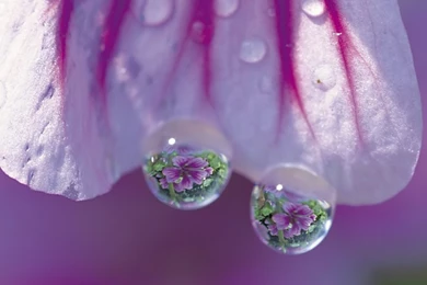 Desktop Wallpapers · Gallery · Nature · Water Drops Flower ...