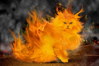 Funny Cat Cats Wallpapers