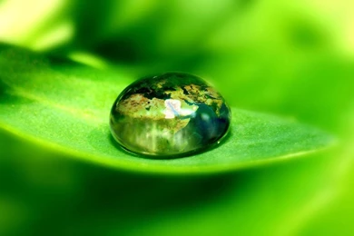 Cool Nature Pictures: Leaves Beautiful Wallpapers