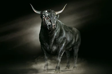 Bull Wallpapers For PC