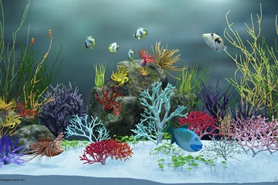 Aquarium Wallpapers