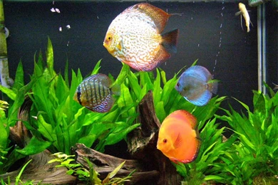 Discus Fish Wallpapers Wallpapers Cave