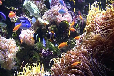 Tropical Fish Aquarium Just For Sharing