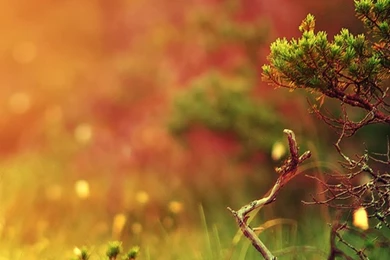 Nature S4 Wallpapers