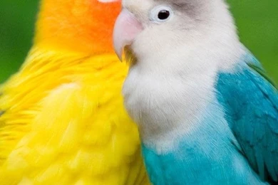 Wallpapers For Mobile