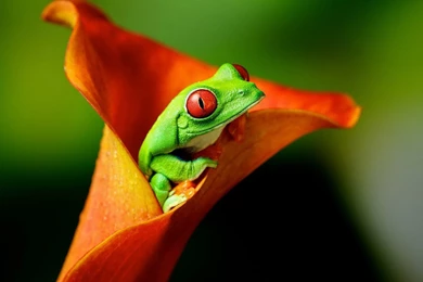 To Catch Insects Experts Frog Desktop Wallpapers 12 - Animal ...