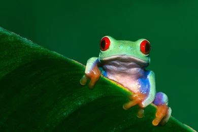 Frog Wallpapers Animal Wallpapers