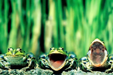 Frog Desktop Wallpapers Images Tbwnz.com
