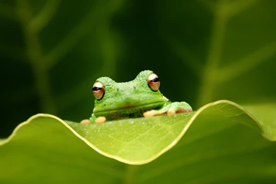 Green Frog Wallpapers