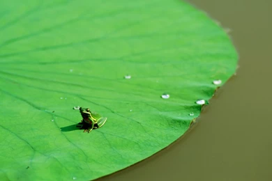 Desktop Wallpapers · Gallery · Animals · Frog Pond