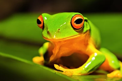 Tree Frog Wallpapers HD Resolution Uncalke.com