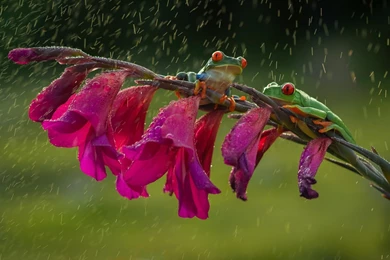 Frogs: Frogs Animal Pink Green Frog Water Drops Red Rain Flower ...
