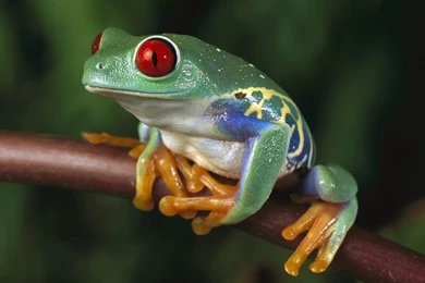 Frog Desktop Wallpapers HD Wallpapers Inn