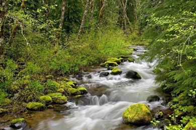 Forest Rivers 1920x1080 Hd Nature Wallpapers Desktop