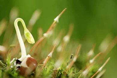 Seed Strength: Sprout Leaves Wallpapers 3 - Plant Wallpapers ...