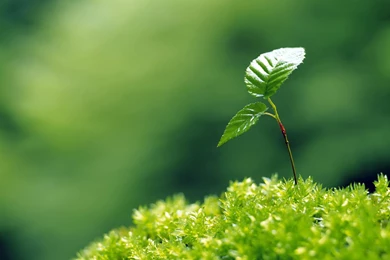 Moisturizing Eye Series: Sprout Leaves Wallpapers 7 - Plant ...