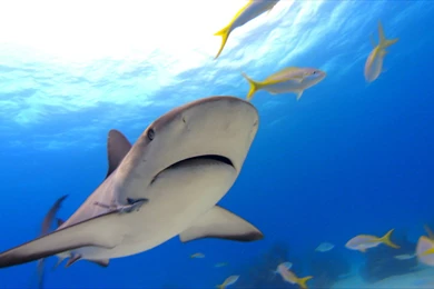 Shark Wallpapers For PC