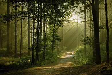Through The Woods Of The Beautiful Sunshine HD Wallpapers 4 ...