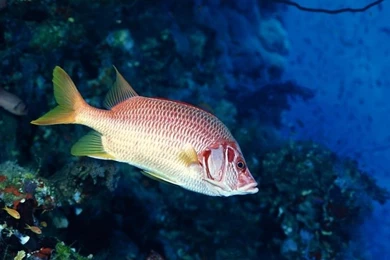 Red Fish 1440x900 Wallpapers, 1440x900 Wallpapers & Pictures Free ...