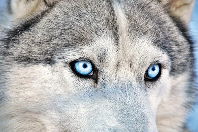 Siberian Husky With Blue Eyes Wide Desktop Backgrounds Wallpapers ...