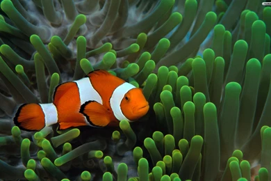 24 Clownfish HD Wallpapers