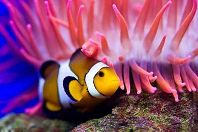 Clown Fish Wallpapers Animal Wallpapers